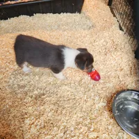 Gracie, a female Pembroke Welsh Corgi for sale in Martinsville, VA – Photo 9 of 10