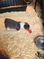 Gracie, a female Pembroke Welsh Corgi for sale in Martinsville, VA – Photo 9 of 10