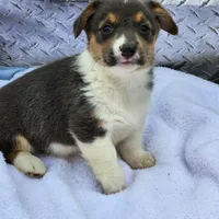 Gracie, a female Pembroke Welsh Corgi for sale in Martinsville, VA – Photo 5 of 10