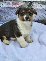 Gracie, a female Pembroke Welsh Corgi for sale in Martinsville, VA – Photo 5 of 10
