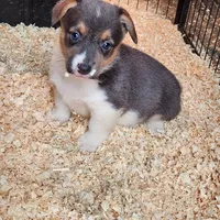 Gracie, a female Pembroke Welsh Corgi for sale in Martinsville, VA – Photo 1 of 10