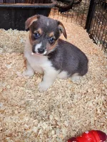 Gracie, a female Pembroke Welsh Corgi for sale in Martinsville, VA – Photo 1 of 10
