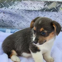 Gracie, a female Pembroke Welsh Corgi for sale in Martinsville, VA – Photo 7 of 10