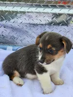 Gracie, a female Pembroke Welsh Corgi for sale in Martinsville, VA – Photo 7 of 10