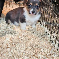 Gracie, a female Pembroke Welsh Corgi for sale in Martinsville, VA – Photo 3 of 10