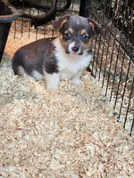 Gracie, a female Pembroke Welsh Corgi for sale in Martinsville, VA – Photo 3 of 10