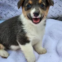 Gracie, a female Pembroke Welsh Corgi for sale in Martinsville, VA – Photo 2 of 10