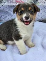 Gracie, a female Pembroke Welsh Corgi for sale in Martinsville, VA – Photo 2 of 10