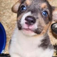 Gracie, a female Pembroke Welsh Corgi for sale in Martinsville, VA – Photo 6 of 10