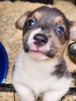 Gracie, a female Pembroke Welsh Corgi for sale in Martinsville, VA – Photo 6 of 10