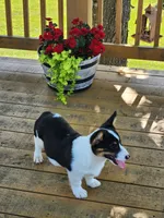 Jade - White Collar Female, a female Pembroke Welsh Corgi for sale in Martinsville, VA – 4 of 10