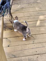 Lt Blue Collar Male, a male Pembroke Welsh Corgi for sale in Martinsville, VA – 5 of 10