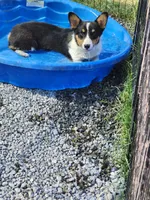 Cinch - Red collar Male, a male Pembroke Welsh Corgi for sale in Martinsville, VA – 3 of 8
