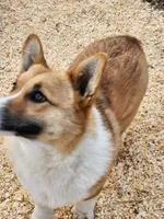 Tommy, a male Pembroke Welsh Corgi for sale in Martinsville, VA – Photo 3 of 10