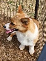 Tommy, a male Pembroke Welsh Corgi for sale in Martinsville, VA – Photo 9 of 10