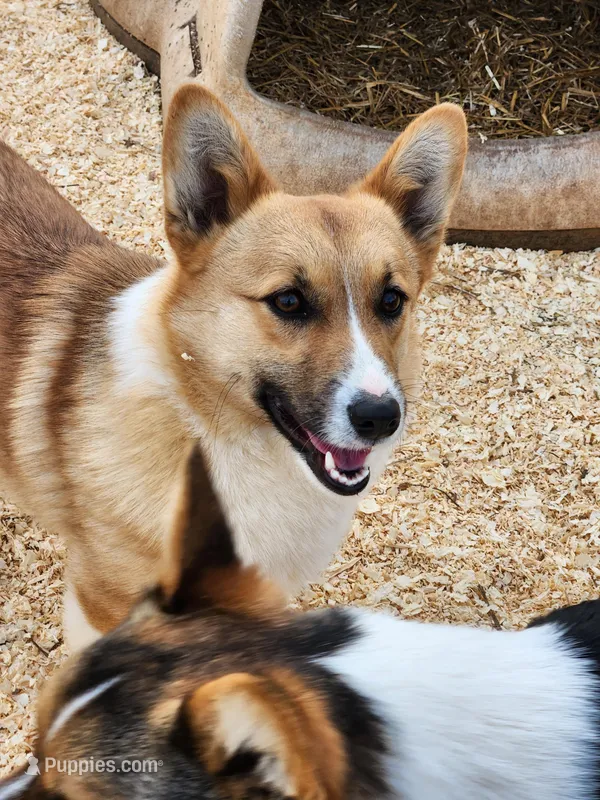 Tommy – Pembroke Welsh Corgi puppy for sale in Martinsville, VA