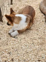 Tommy, a male Pembroke Welsh Corgi for sale in Martinsville, VA – Photo 6 of 10