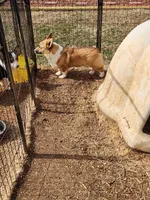 Tommy, a male Pembroke Welsh Corgi for sale in Martinsville, VA – Photo 10 of 10