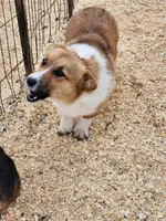 Tommy, a male Pembroke Welsh Corgi for sale in Martinsville, VA – Photo 5 of 10
