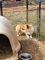 Tommy, a male Pembroke Welsh Corgi for sale in Martinsville, VA – Photo 8 of 10