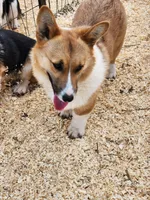 Tommy, a male Pembroke Welsh Corgi for sale in Martinsville, VA – Photo 7 of 10
