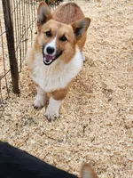 Tommy, a male Pembroke Welsh Corgi for sale in Martinsville, VA – Photo 2 of 10
