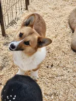 Tommy, a male Pembroke Welsh Corgi for sale in Martinsville, VA – Photo 4 of 10
