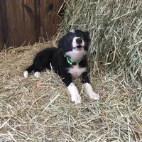 Lime Collar - Female, a female Border Collie for sale in Martinsville, VA – Photo 7 of 10
