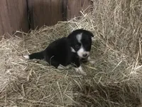Lime Collar - Female, a female Border Collie for sale in Martinsville, VA – Photo 10 of 10