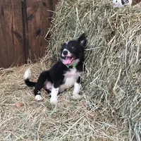Lime Collar - Female, a female Border Collie for sale in Martinsville, VA – Photo 6 of 10