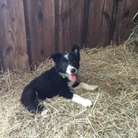 Lime Collar - Female, a female Border Collie for sale in Martinsville, VA – Photo 1 of 10