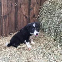 Lime Collar - Female, a female Border Collie for sale in Martinsville, VA – Photo 4 of 10