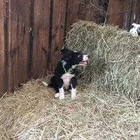Lime Collar - Female, a female Border Collie for sale in Martinsville, VA – Photo 8 of 10