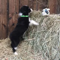 Lime Collar - Female, a female Border Collie for sale in Martinsville, VA – Photo 2 of 10