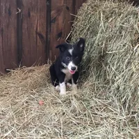 Lime Collar - Female, a female Border Collie for sale in Martinsville, VA – Photo 5 of 10