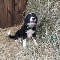 Lime Collar - Female, a female Border Collie for sale in Martinsville, VA – Photo 3 of 10