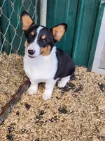Levi - Dark Green Collar Male, a male Pembroke Welsh Corgi for sale in Martinsville, VA – 3 of 10