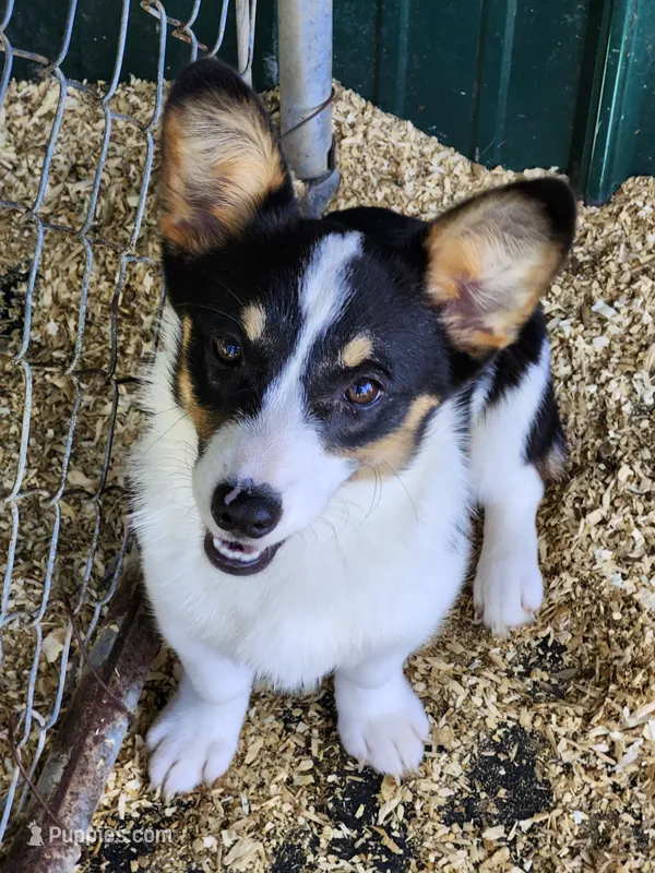 Jade - White Collar Female – Pembroke Welsh Corgi puppy for sale in Martinsville, VA