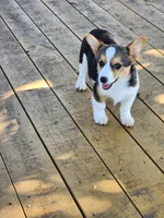 Daisy - Blue Collar Female, a female Pembroke Welsh Corgi for sale in Martinsville, VA – 4 of 9