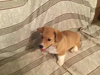 Red Collar Female, a female Pembroke Welsh Corgi for sale in Martinsville, VA – Photo 8 of 10