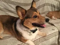 Red Collar Female, a female Pembroke Welsh Corgi for sale in Martinsville, VA – Photo 9 of 10