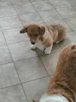 Red Collar Female, a female Pembroke Welsh Corgi for sale in Martinsville, VA – Photo 3 of 10