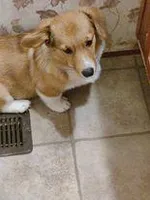 Red Collar Female, a female Pembroke Welsh Corgi for sale in Martinsville, VA – Photo 4 of 10