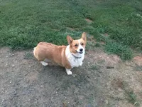 Red Collar Female, a female Pembroke Welsh Corgi for sale in Martinsville, VA – Photo 10 of 10