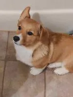 Red Collar Female, a female Pembroke Welsh Corgi for sale in Martinsville, VA – Photo 2 of 10