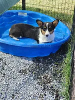 Cinch - Red collar Male, a male Pembroke Welsh Corgi for sale in Martinsville, VA – 5 of 8