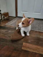 Dottie, a female Pembroke Welsh Corgi for sale in Martinsville, VA – Photo 3 of 10