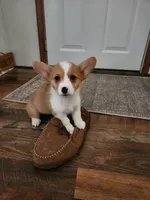 Dottie, a female Pembroke Welsh Corgi for sale in Martinsville, VA – Photo 9 of 10