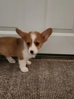 Dottie, a female Pembroke Welsh Corgi for sale in Martinsville, VA – Photo 7 of 10