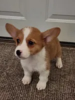 Dottie, a female Pembroke Welsh Corgi for sale in Martinsville, VA – Photo 2 of 10